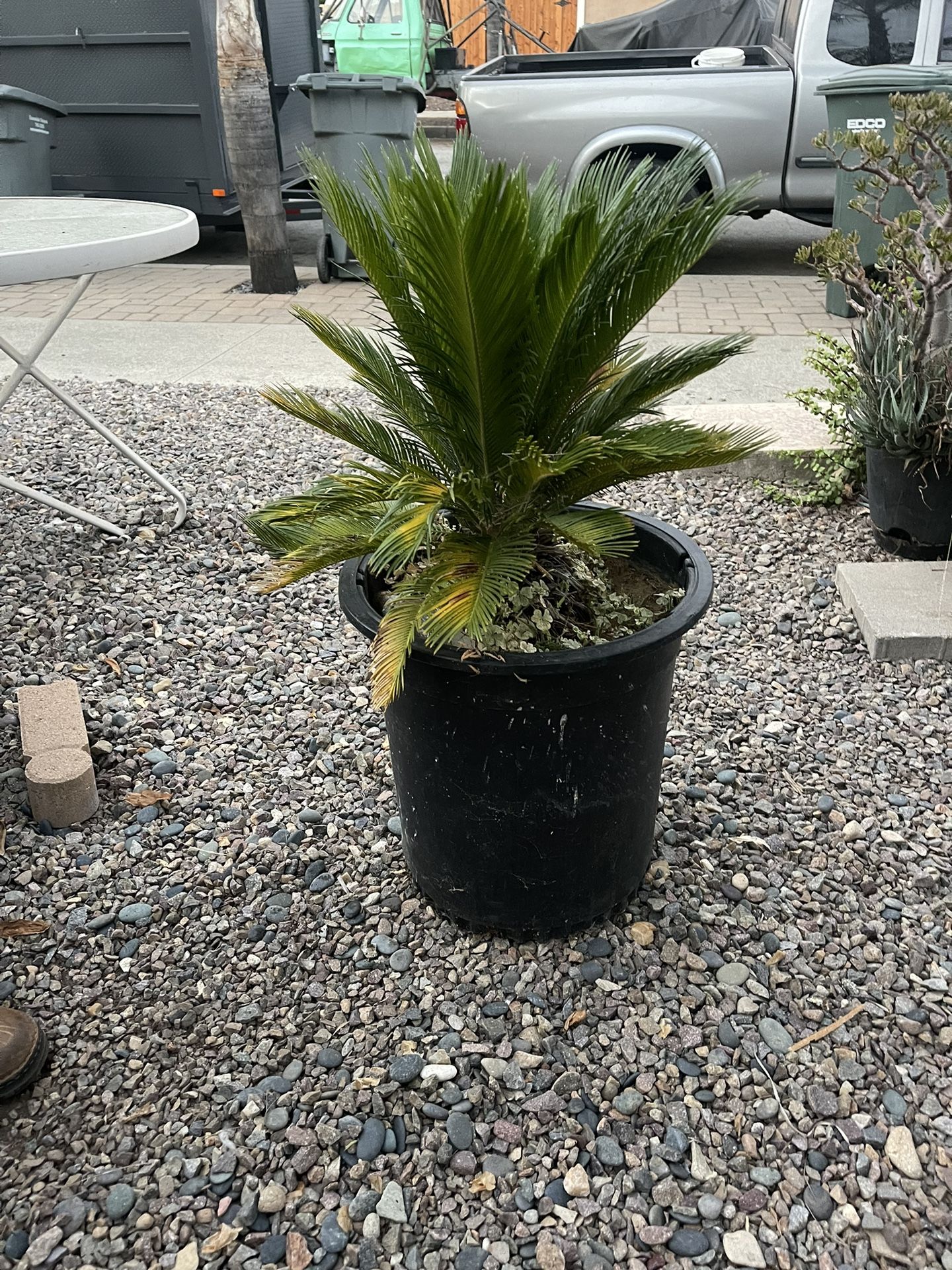 Sago Palm