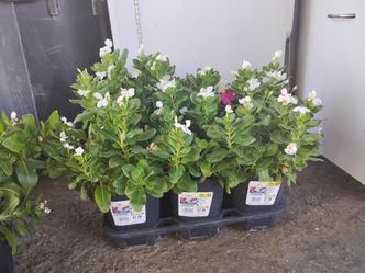 6 Brand New plants for $15