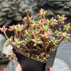 Echeveria Sedona group /红旗儿、赛多纳/