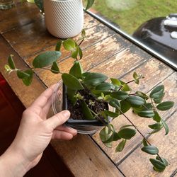 House Plant/ Lipstick Plant