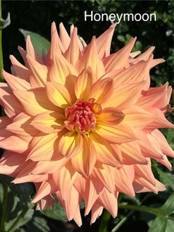 Dahlia Tubers