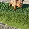 Mountain_Bullyz