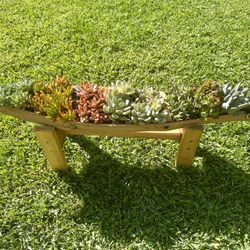 Succulent Arrangement 