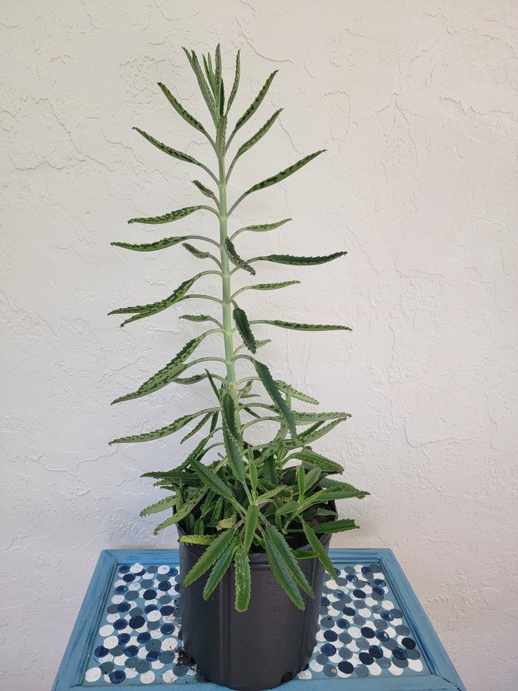 Mother Of Thousand Plant 