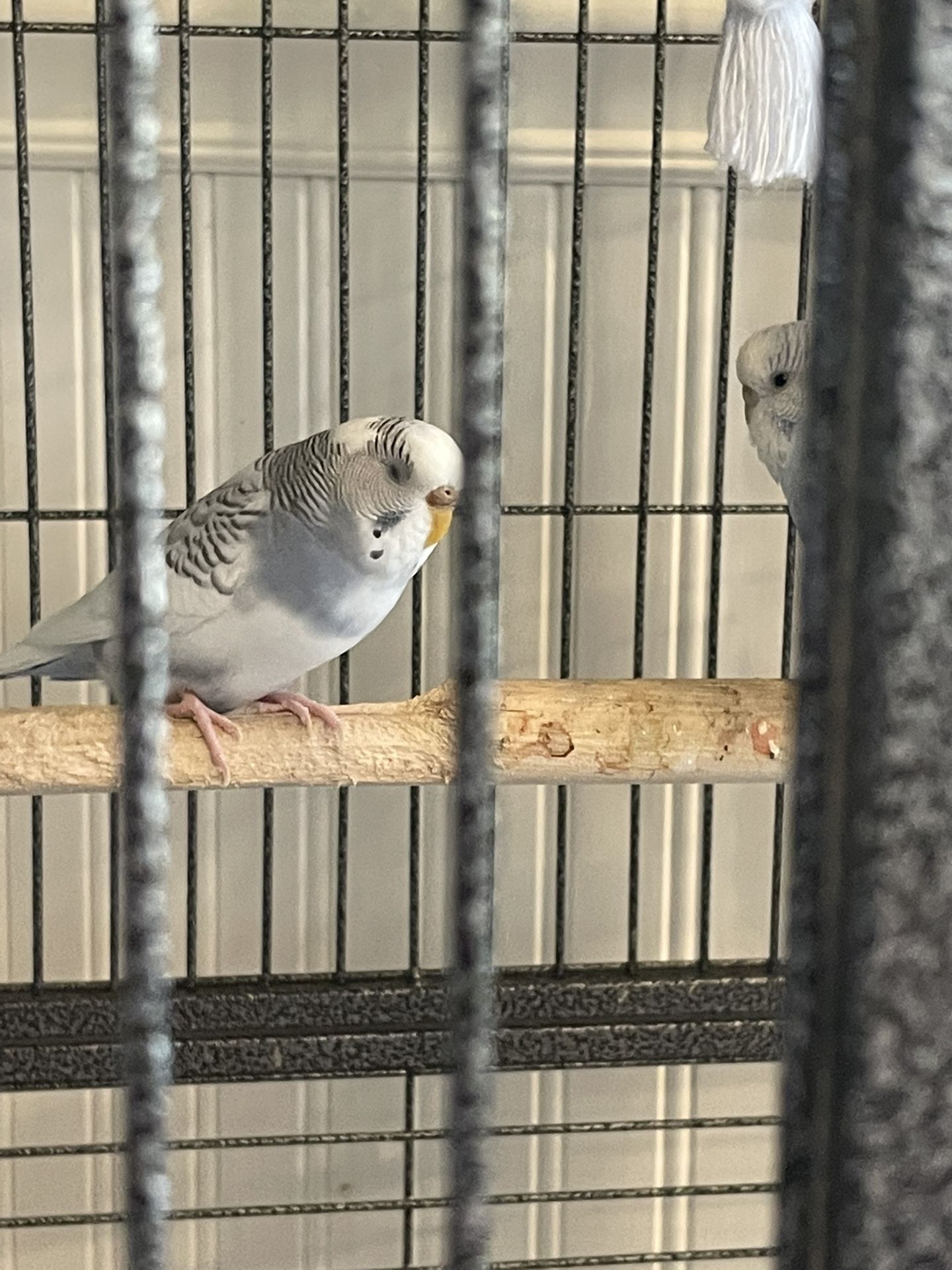 Parakeets Birds Two Of Them With Cage moving to New Apartment Can’t Bring Them With. They Are For Free 