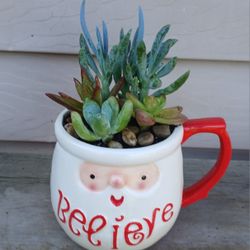 Succulent Mix Pot 🪴 (A)