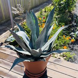 Large Millennial Agave 20" Pot