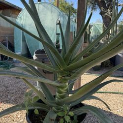 Hercules Aloe