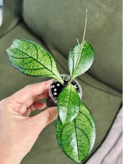 Hoya Hainanensis