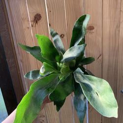 Fern Staghorn.  Plants 