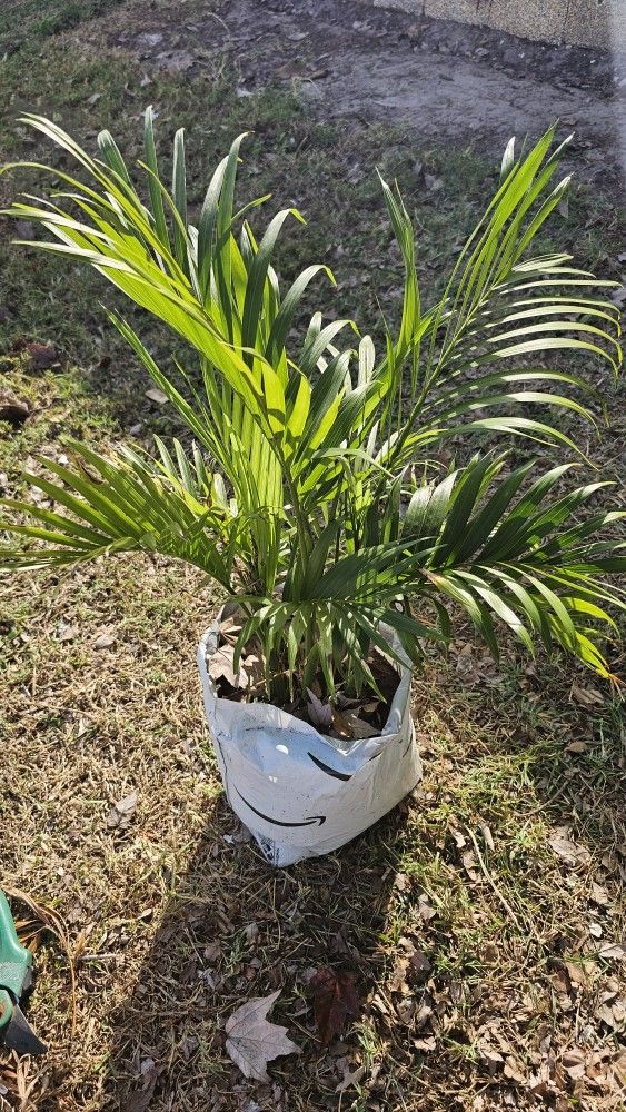 Palm In 1 Gal Pot