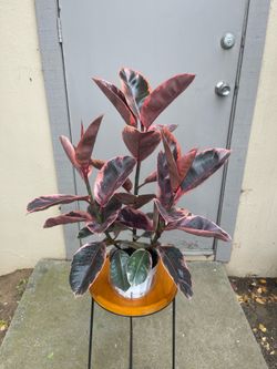 Ficus Elastica Ruby Rubber Tree House Plant 6” Pot