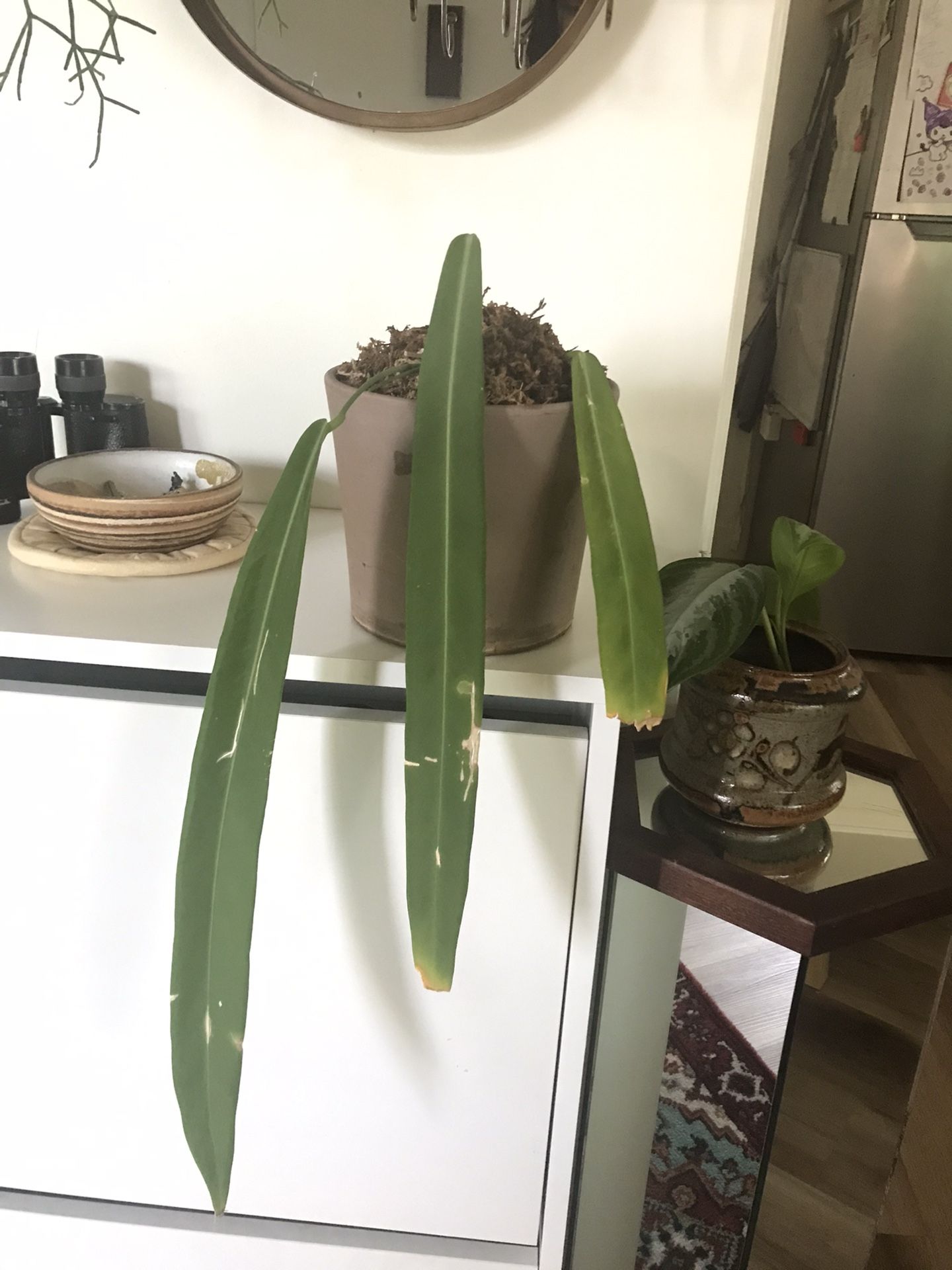 Anthurium Pallidiflorum