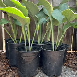 Hosta Plants - 4 Varieties 