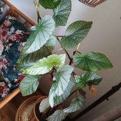 Interior Plant. Tall 3ft. 