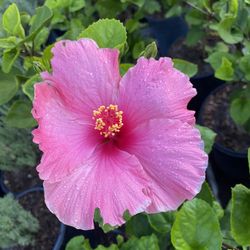 Pink Hibiscus