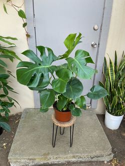 Monstera Deliciosa Swiss Cheese House Plant 8” Pot