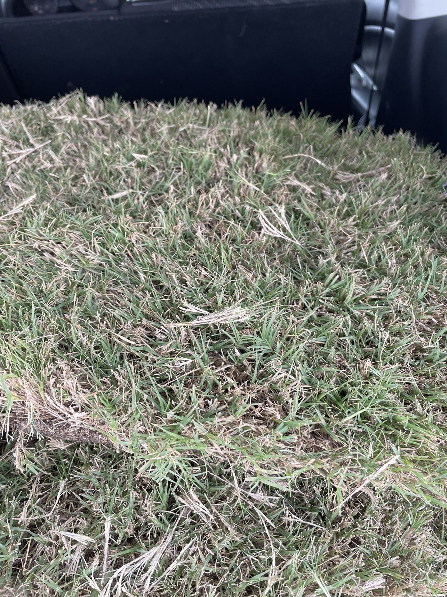 Grass Grass Cut 