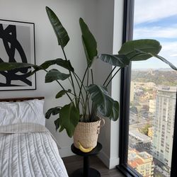 Large Bird of Paradise Indoor Plant