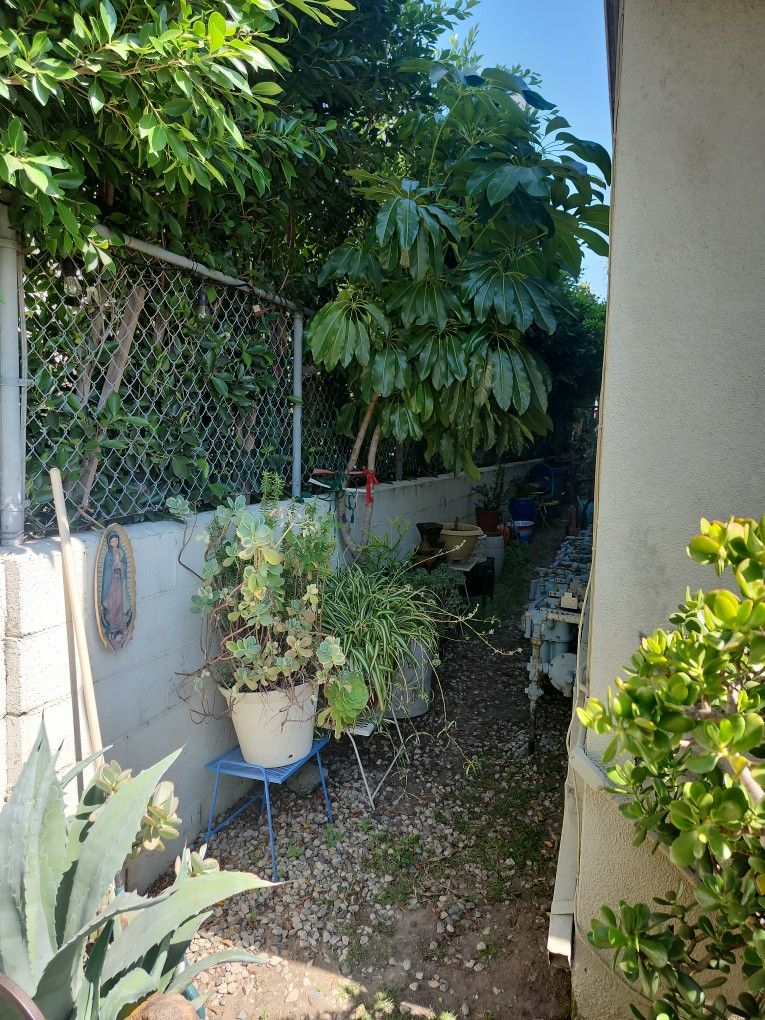 Plants Different Plants Different Pots And Plant Stands For Sale Everything Must Go