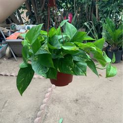 Pothos Plants