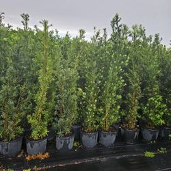 podocarpus  over 7 feet tall Instant Privacy Hedge For Fence Green Full Ready for planting over 20 or more