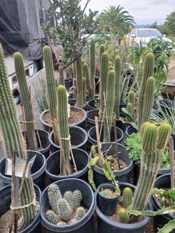Cactus  an  tropicals15 gall.