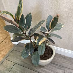 Live Ruby Rubber Tree Plant 3ft 2in Tall With Ceramic Pot (Please Read Full Description)