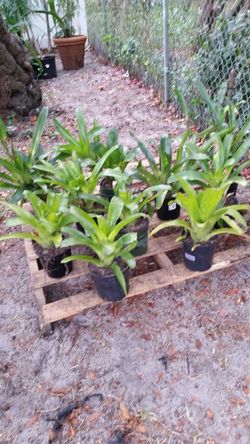 Plants