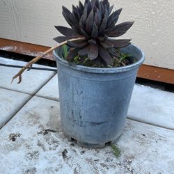 Echeveria affinis. (Echeveria Black Prince)