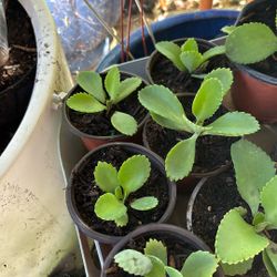 Kalanchoe Plant