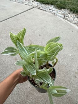 Tradescantia white zebra