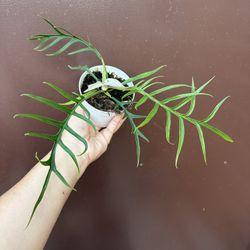 4” Philodendron Tortum