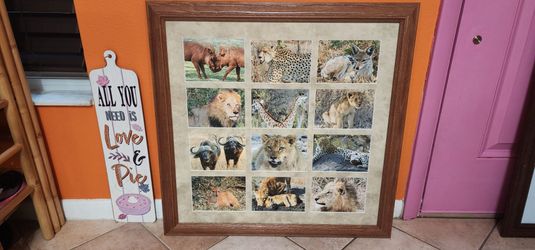 Real animals Photographs With Frame