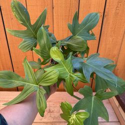 Philodendron Horsehead  6” pot