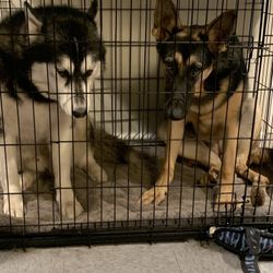 Extra Large Dog Crate 