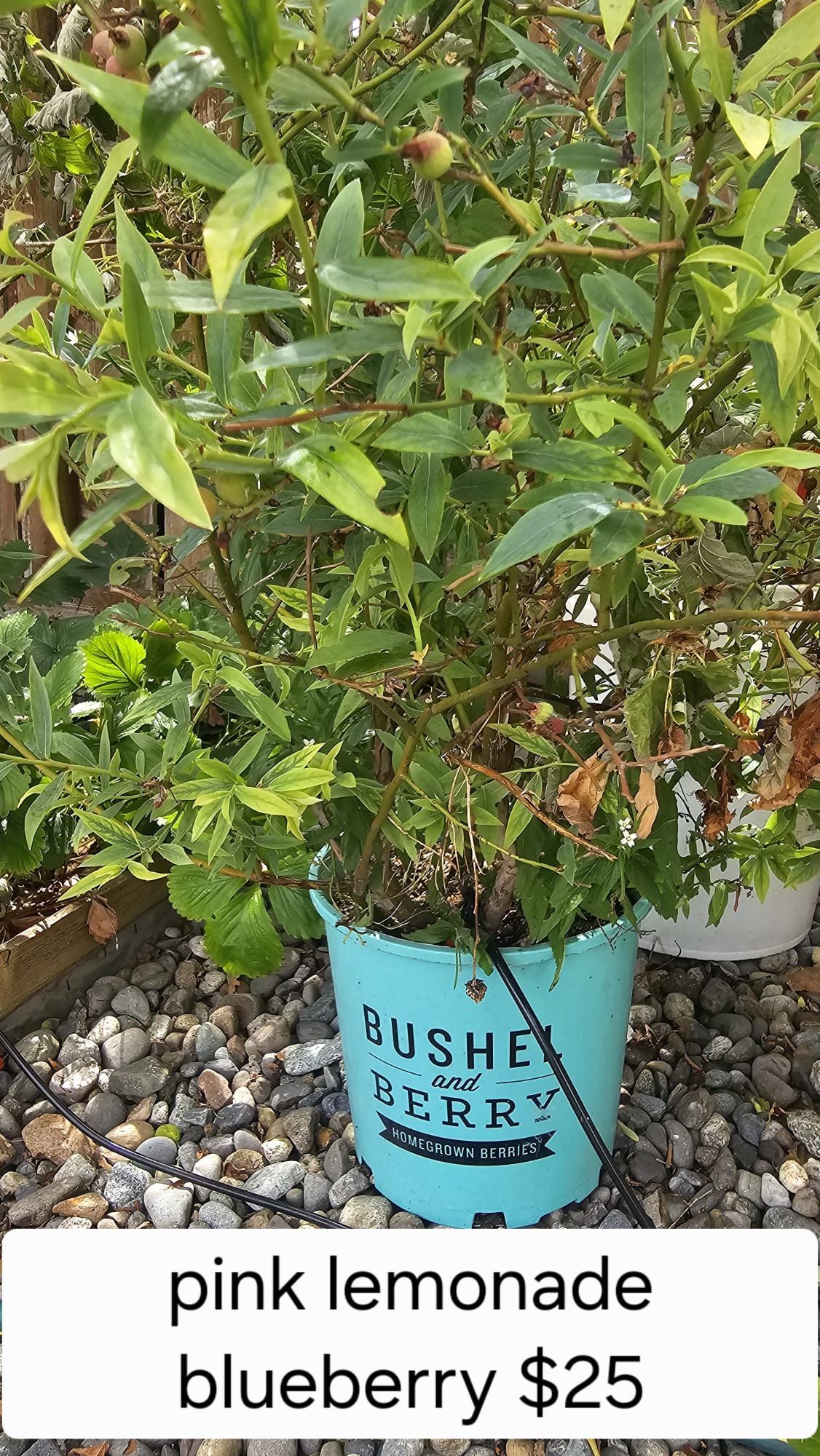 Blueberry Plants $10