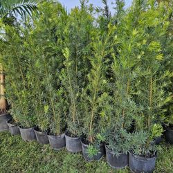 Podocarpus Over 6 Feet TallTall Full Green  Fertilized  Ready For Planting Instant Privacy Hedge  Same Day Transportation 