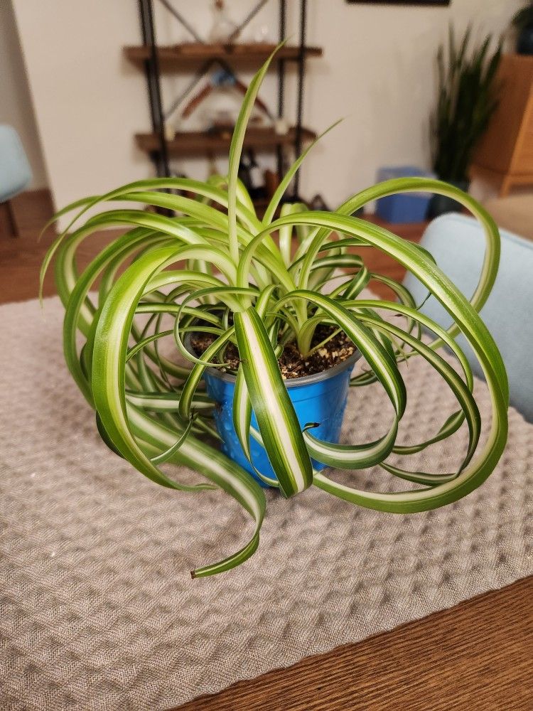 Spider Plants
