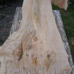 Spalted maple burls