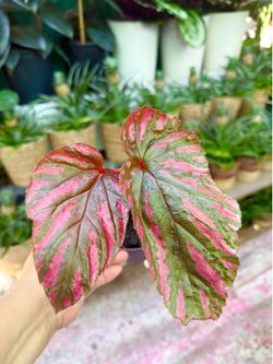 Plants (4”pot🩷Begonia “Brevirimosa” Exotica $15)