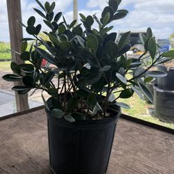 Spectacular Green Island plants, 3 gallons