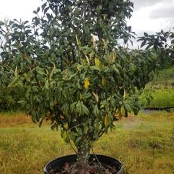 Magnolia Trees. Many Different Sizes