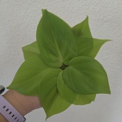 Philodendron Lemon Lime Plant Cuttings