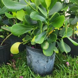 Beautiful Clusias Plants For Privacy!!! 2 Feet Tall !!! Fertilized 