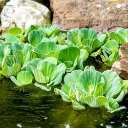Water Lettuce Plants ( $1 Each Plant )