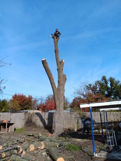 Tree Trimming       Good Prices.  Free Estimate