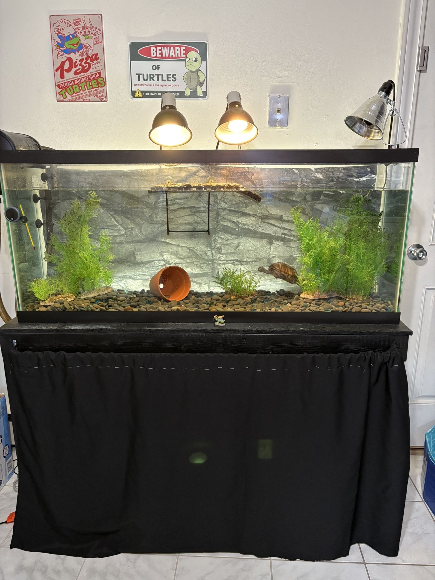 Free Turtles
