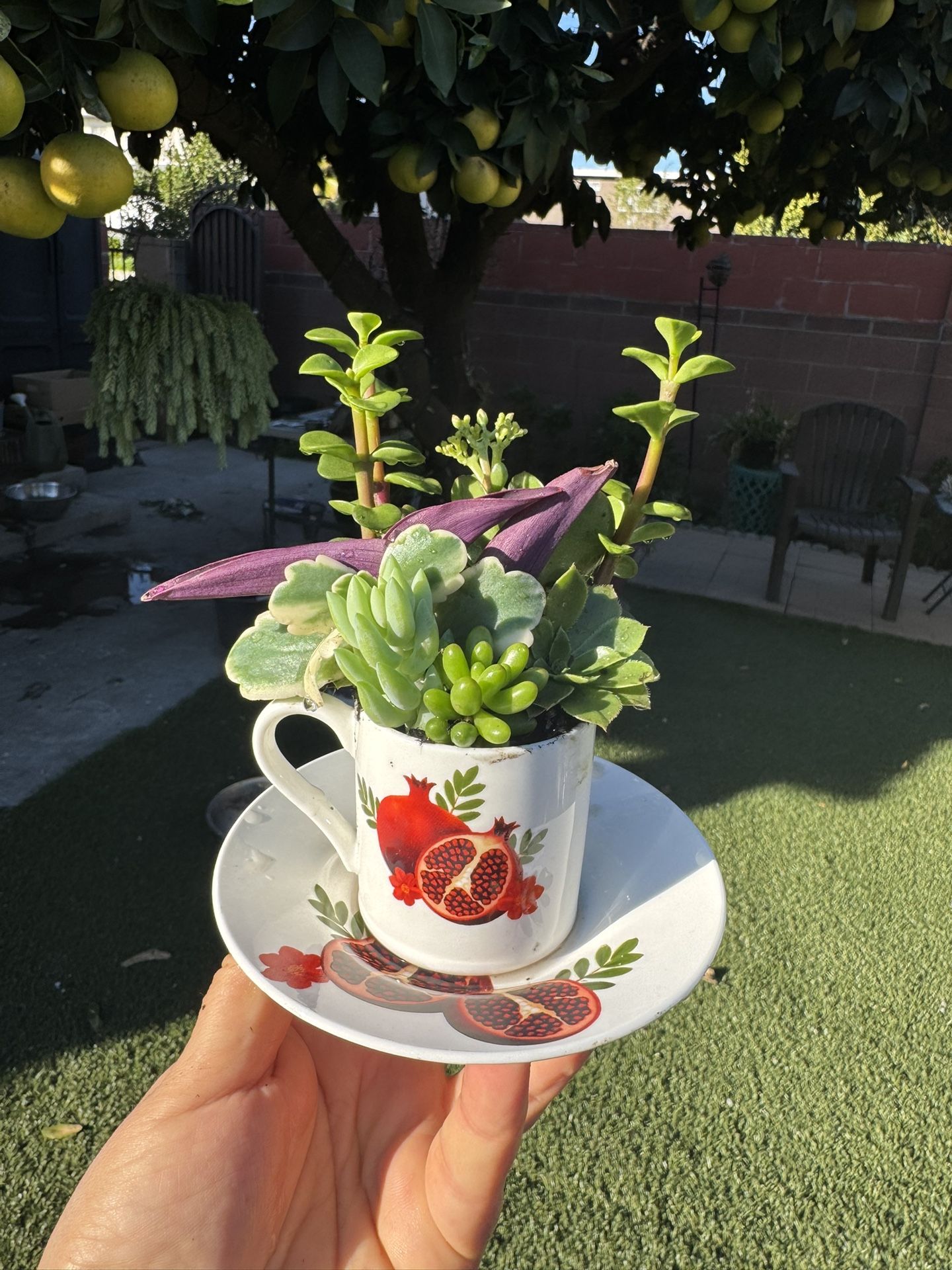 Very Beautiful Succulent In A Coffee ☕️ Cup , Each $5