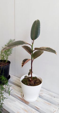 Living Plant 🌱 20"H Rubber Tree (Symbolize Growth, Abundance, Happiness, and Wealth) on 6"H White Pot with Tray ::: Indoor